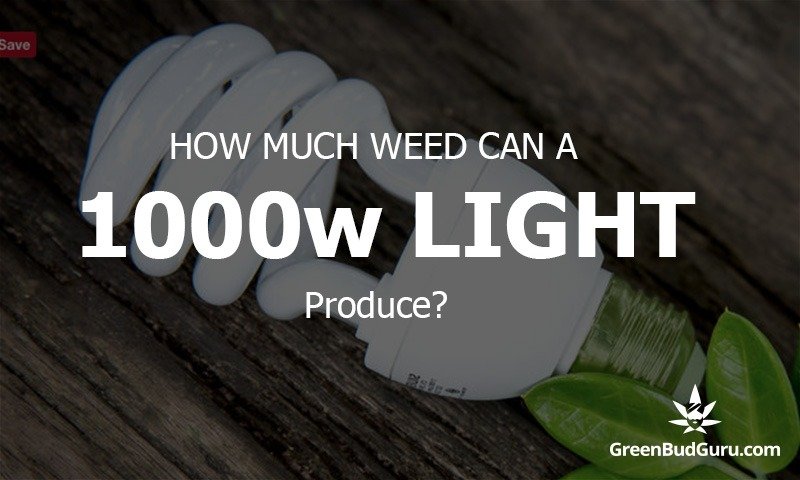 How Much Weed Can A 1000 Watt Light Produce Greenbudguru