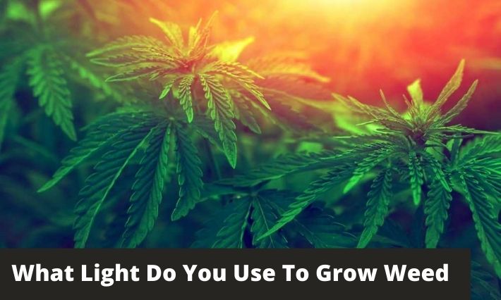 What Light Do You Use To Grow Weed - GreenBudGuru