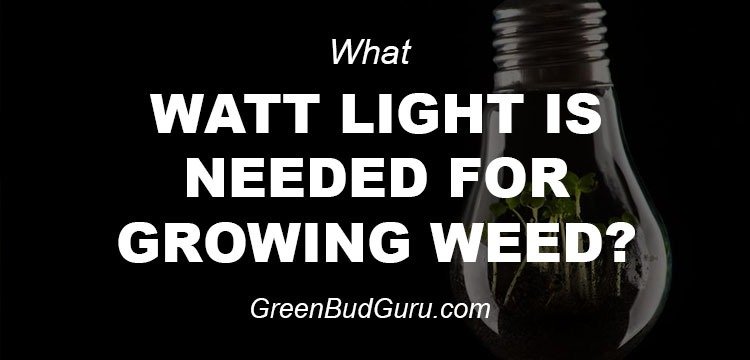 What Watt Light Bulb Is Needed For Growing Weed Greenbudguru