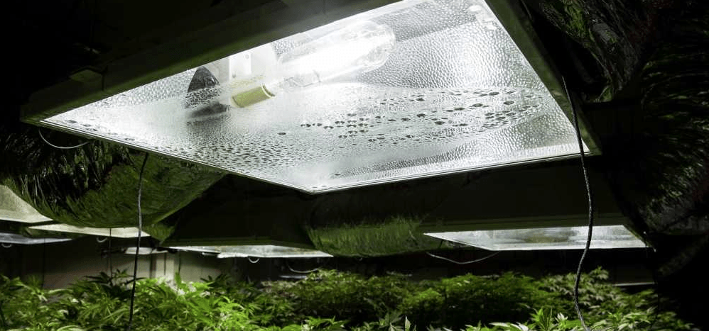 marijuana grow lights for seedlings