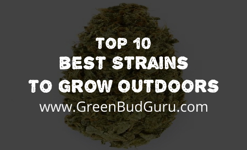 10 Best Strains To Grow Outdoors 2020 - GreenBudGuru