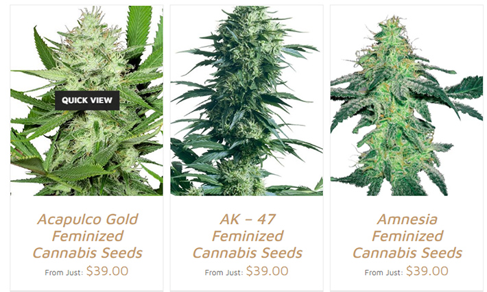 Growers Choice Seeds Review 2020 – GreenBudGuru