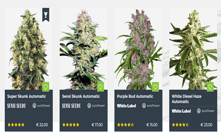 Sensi Seeds Review 2020 – GreenBudGuru