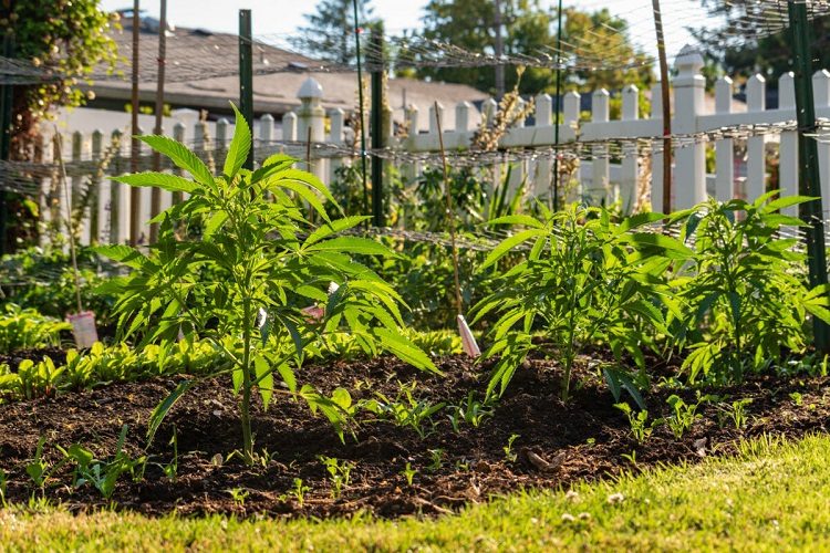 Garden of Cannabis Plant