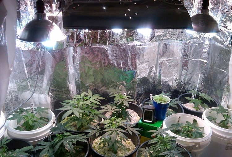 How To Grow Weed In A Closet