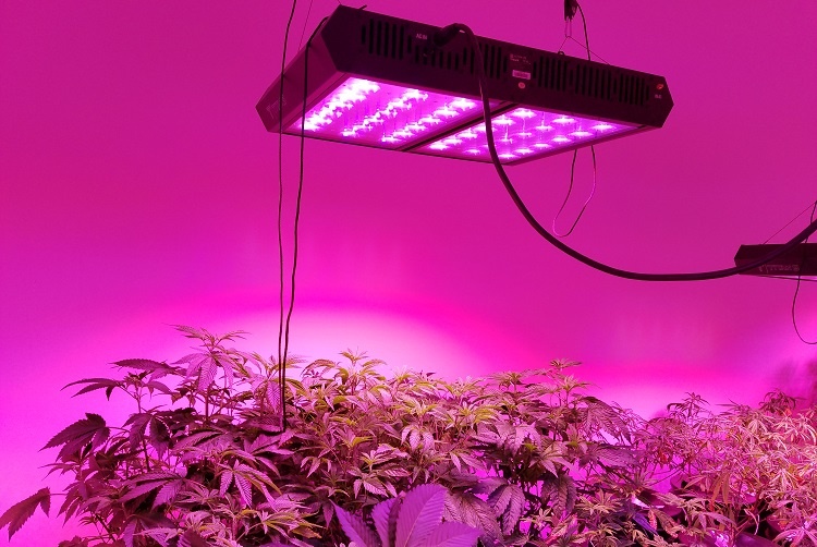 How To Grow Weed Indoors (Easy To Follow Guide)