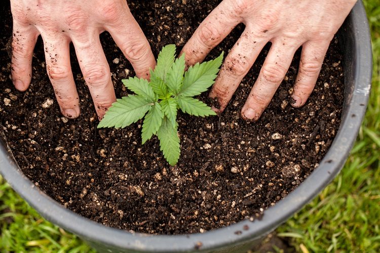 Using Soil For Cannabis