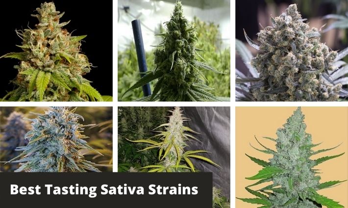 10 Best Tasting Sativa Strains - GreenBudGuru