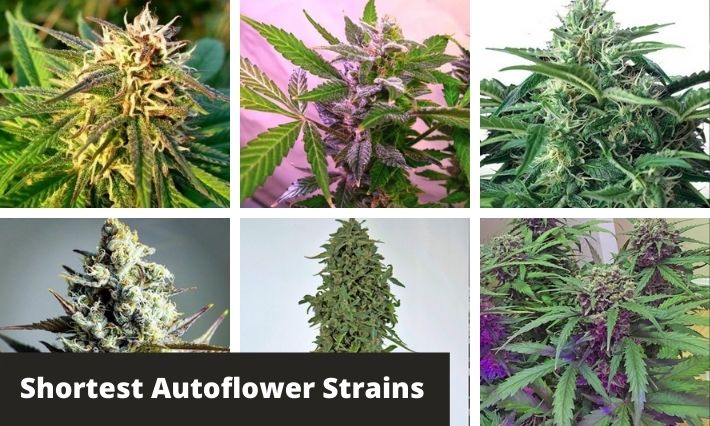 10 Shortest Autoflower Strains - GreenBudGuru