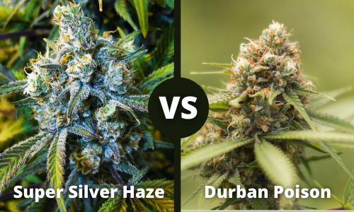 Super Silver Haze Vs Durban Poison Compare 16 Strain Features