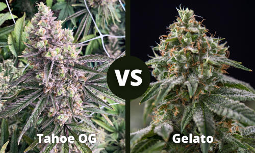 Tahoe Og Vs Gelato Compare 16 Strain Features