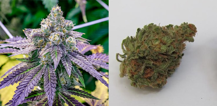 10 Best Berry Flavored Indica Strains - GreenBudGuru