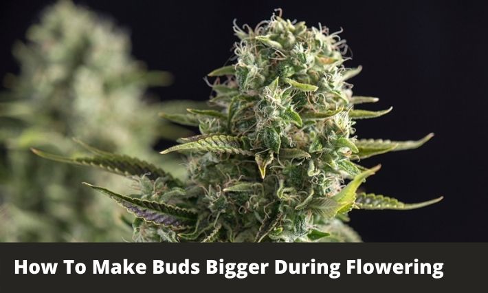 cannabis-grow-guides-greenbudguru