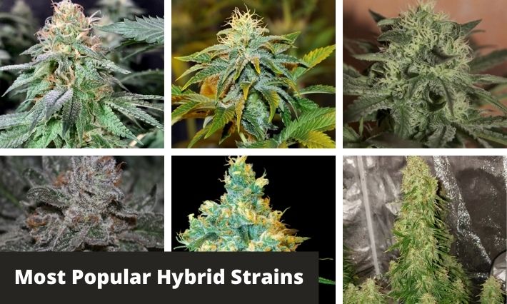 the-history-of-hybrids-how-breeding-and-selection-led-to-modern-marijuana