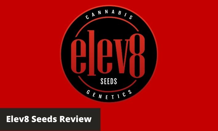 elev8 seeds review