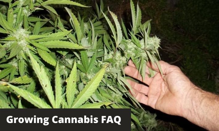 Growing Cannabis FAQ - GreenBudGuru