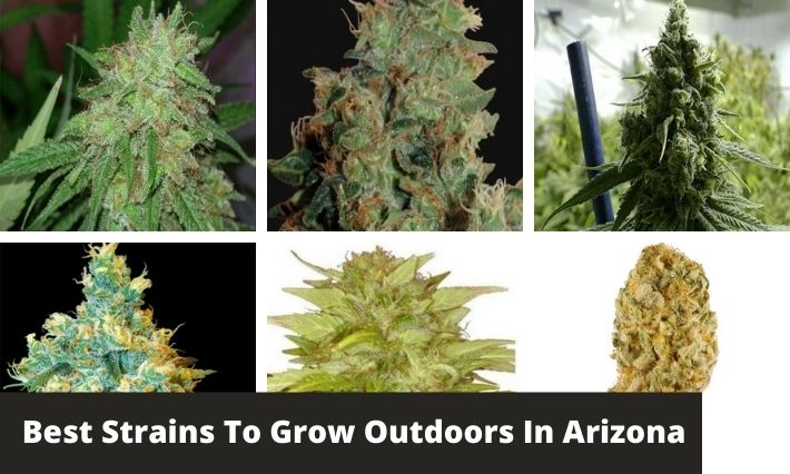 best strains to grow outdoors in arizona