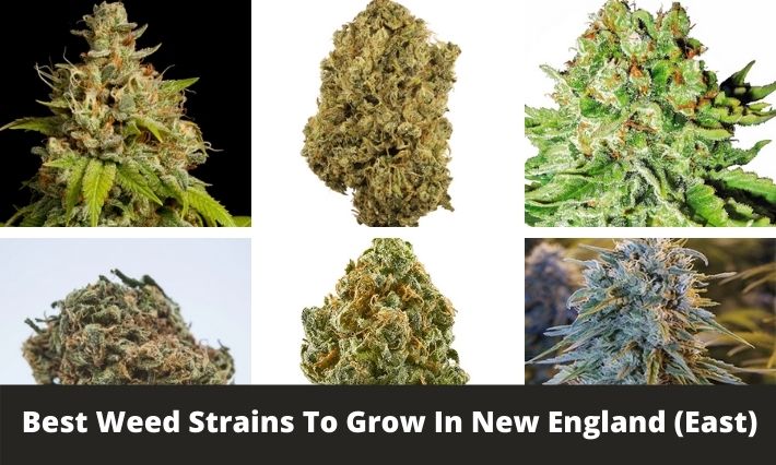 best weed strains to grow in new england east