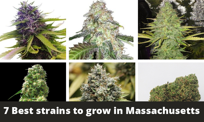 best strains to grow in massachusetts