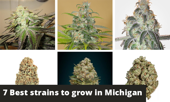 best strains to grow in michigan