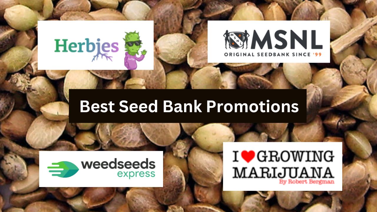 Best Seed Bank Promotions 2023 GreenBudGuru