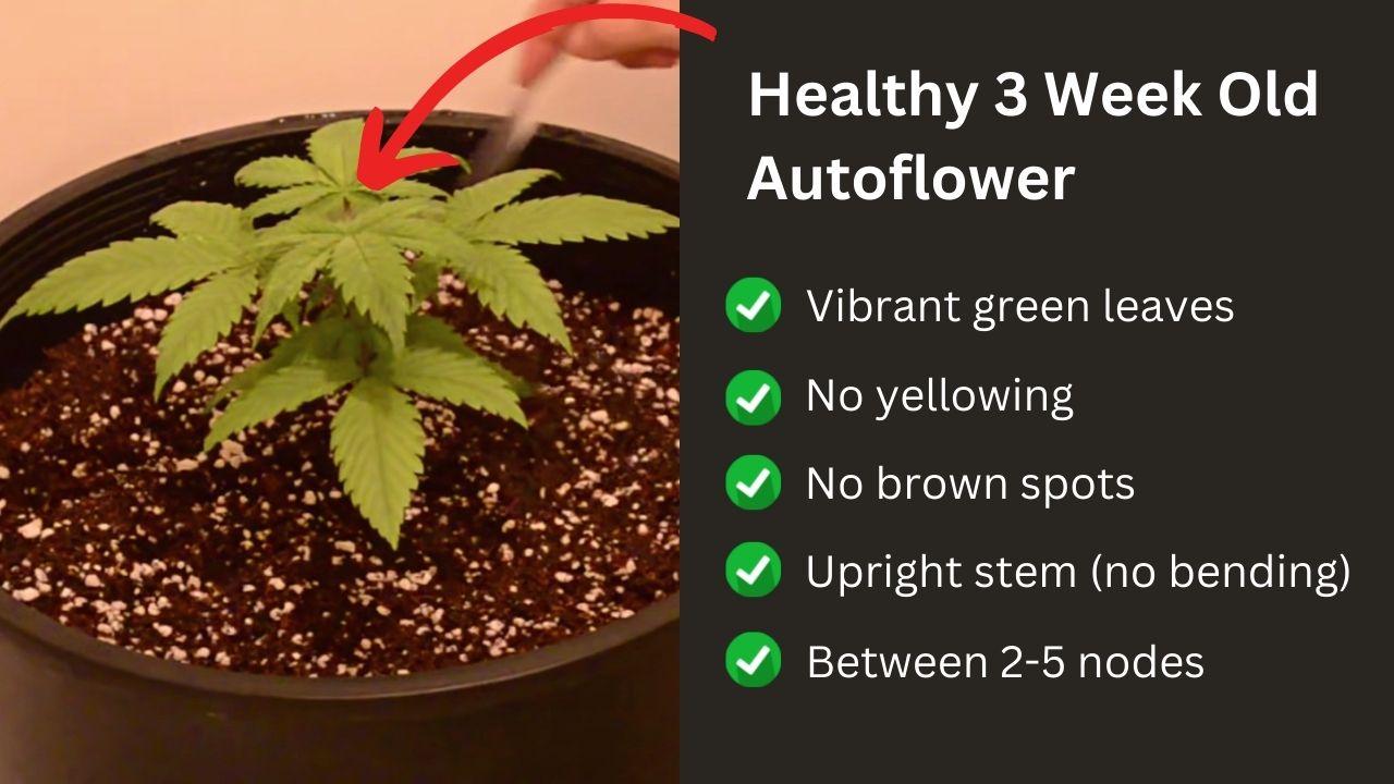 3-Week Old Autoflower (How Should It Look?) My Experience