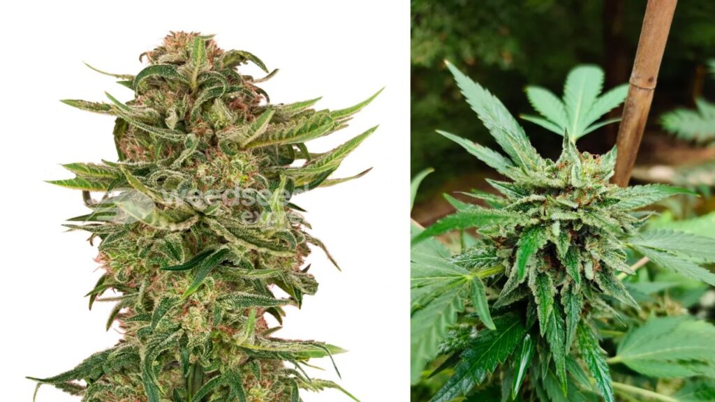 Top 10 Highest THC Autoflower Strains - GreenBudGuru