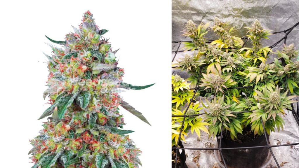 Top 10 Highest THC Autoflower Strains - GreenBudGuru