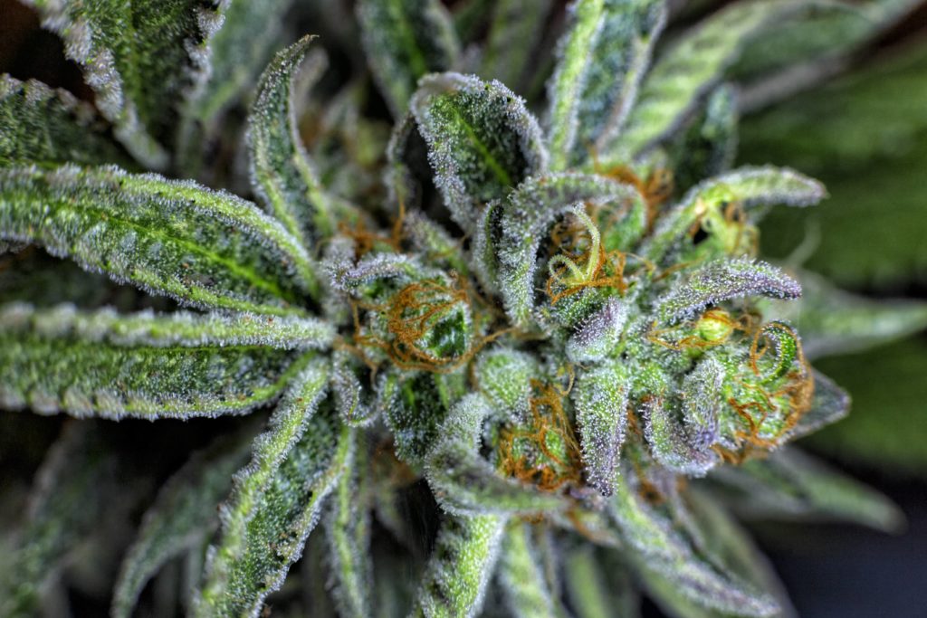 Moldy Weed: Prevention And Treatment Tips - GreenBudGuru