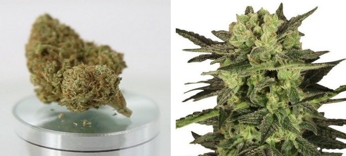 MK ultra best couch lock strains