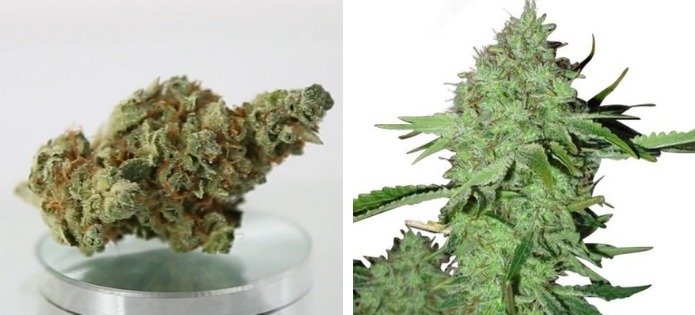 crystal best couch lock strains