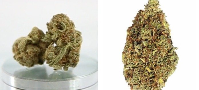 og kush best couch lock strains