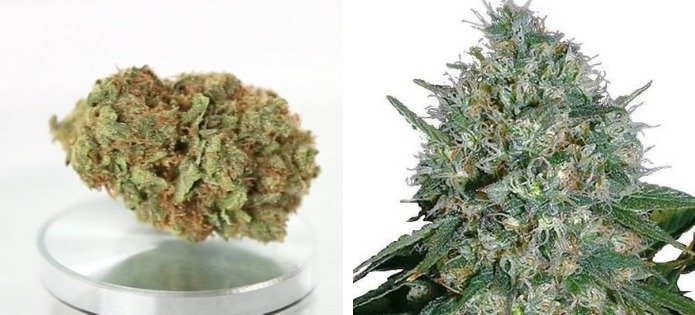 white rhino best couch lock strains