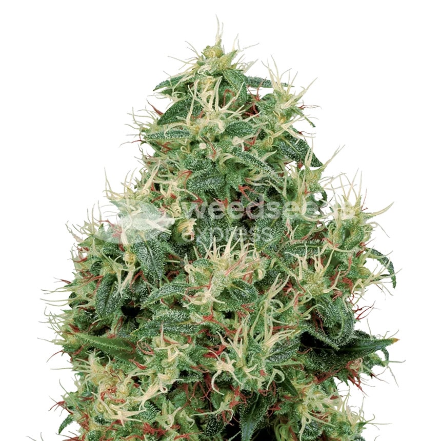 strawberry kush plant min