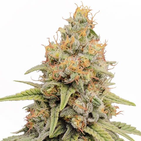 strawberry kush feminized marijuana