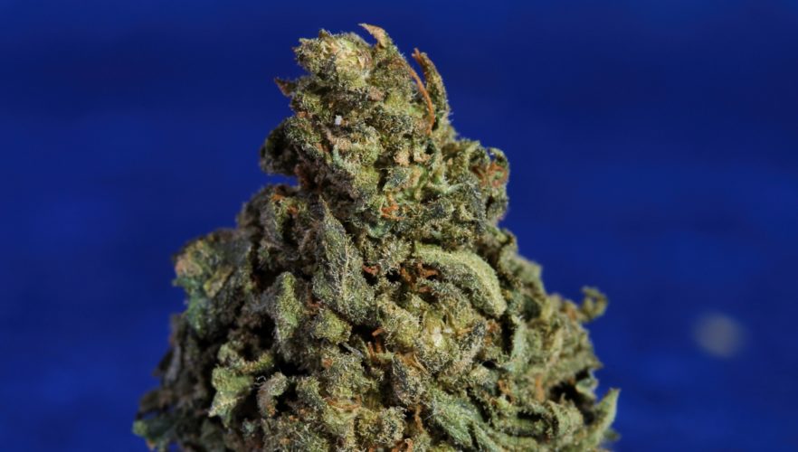 Bruce Banner Strain